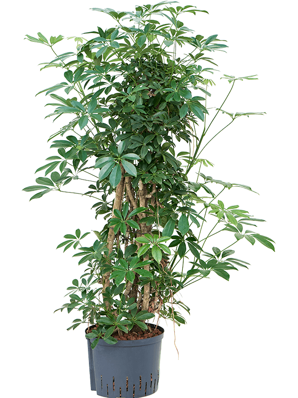 Planta naturala de interior Branched/column D50xH135cm Schefflera arboricola 'Compacta' P25/19cm in hidrogranule