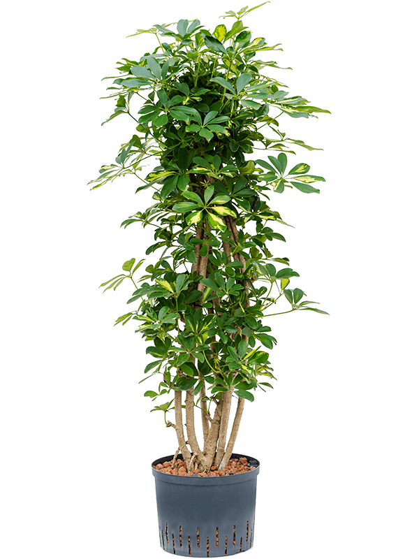 Planta naturala de interior Branched/column D50xH135cm Schefflera arboricola 'Gold Capella' P25/19cm in hidrogranule