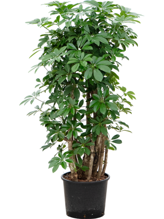Planta naturala de interior Branched/column D60xH140cm Schefflera arboricola 'Compacta' P28/24cm in hidrogranule