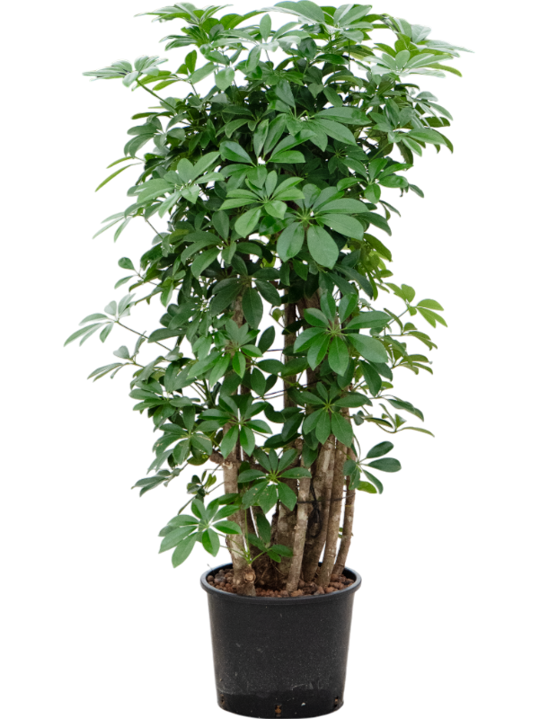 Planta naturala de interior Branched/column D60xH140cm Schefflera arboricola 'Compacta' P28/24cm in hidrogranule