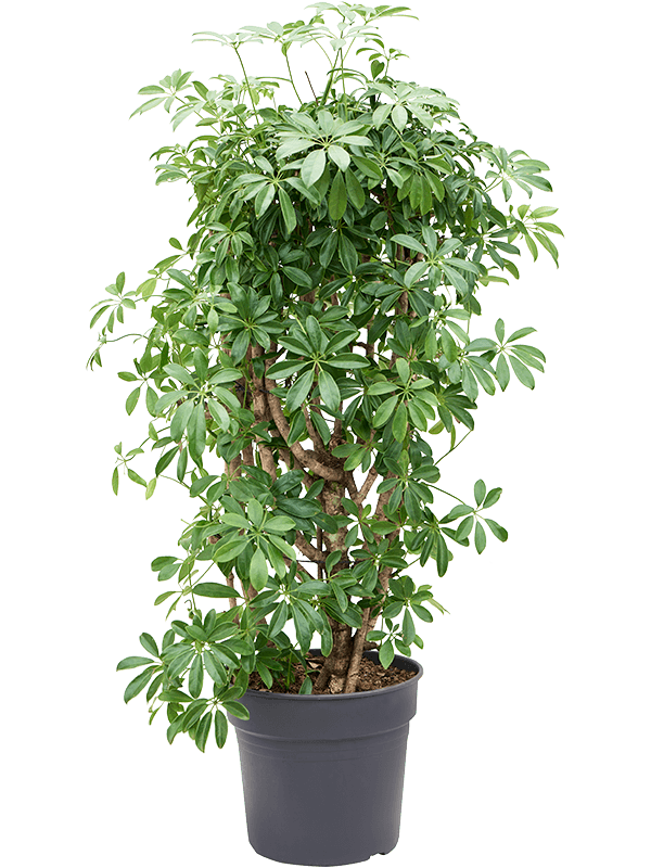 Planta naturala de interior Branched/column D60xH140cm Schefflera arboricola 'Compacta' PS34/30cm in pamant
