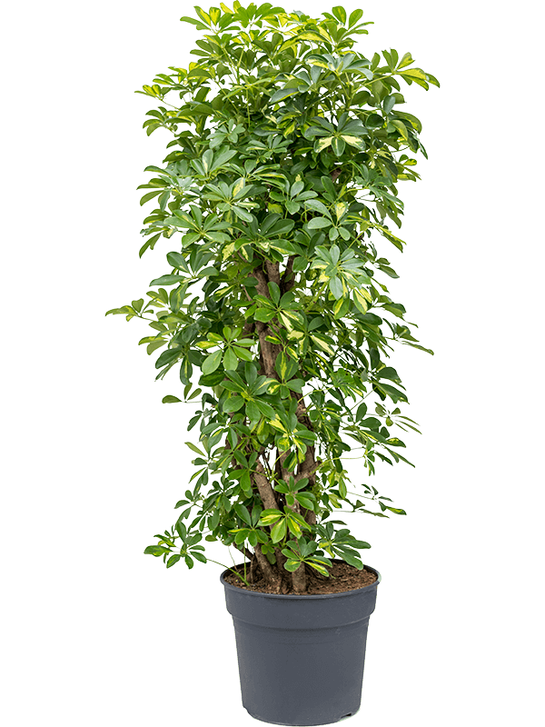 Planta naturala de interior Branched/column D60xH160cm Schefflera arboricola 'Gold Capella' PS38/32cm in pamant