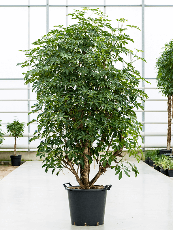 Planta naturala de interior Branched D100xH190cm Schefflera arboricola 'Compacta' PS45/37cm in pamant