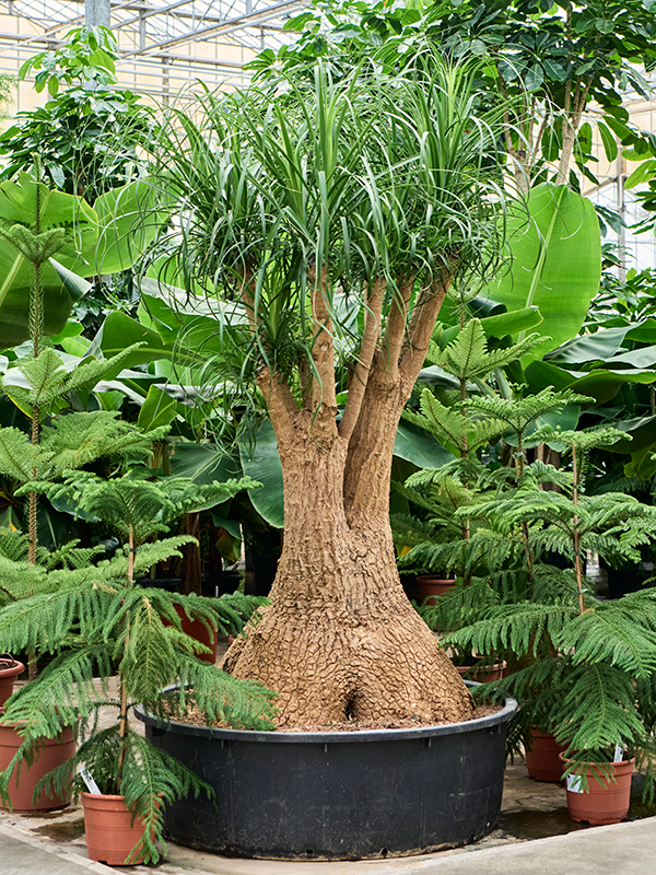 Planta naturala de interior Branched D100xH200cm Beaucarnea recurvata PS100/35cm in pamant