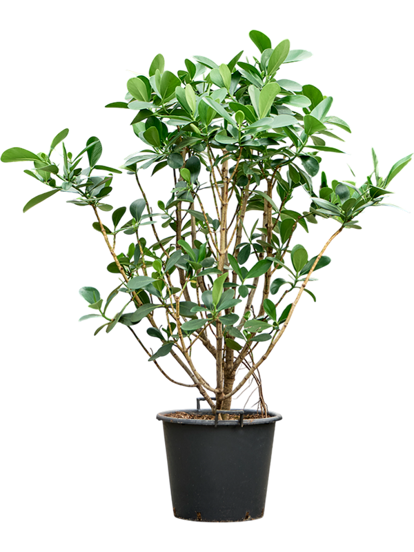Planta naturala de interior Branched D100xH200cm Clusia rosea PS50/41cm in pamant