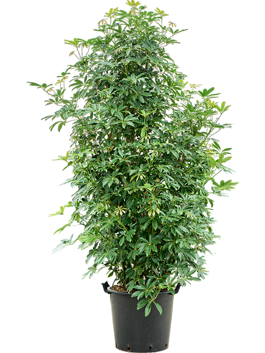 Planta naturala de interior Branched D100xH200cm Schefflera arboricola 'Compacta' (200-220) PS48/40cm in pamant