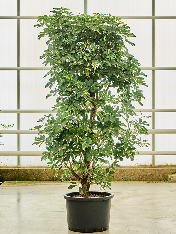 Planta naturala de interior Branched D100xH210cm Schefflera arboricola 'Gold Capella' P42/32cm in hidrogranule