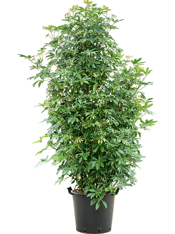 Planta naturala de interior Branched D100xH220cm Schefflera arboricola 'Compacta' (200-220) PS48/40cm in pamant