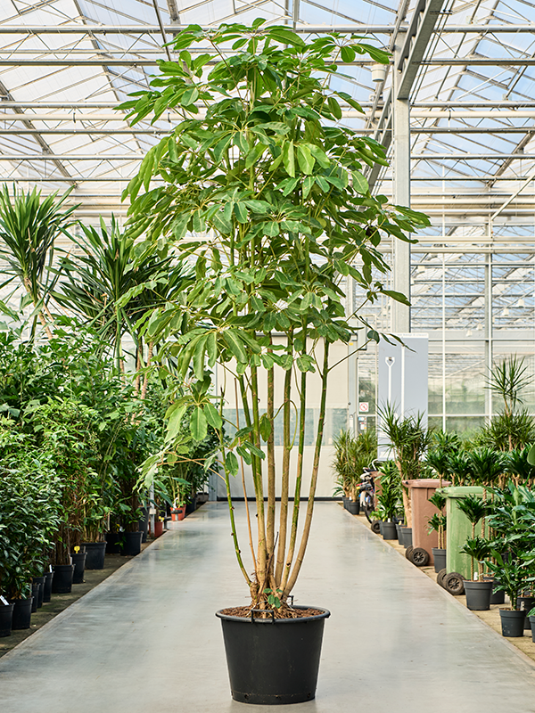 Planta naturala de interior Branched D100xH300cm Schefflera actinophylla 'Amate' PS50/41cm in pamant