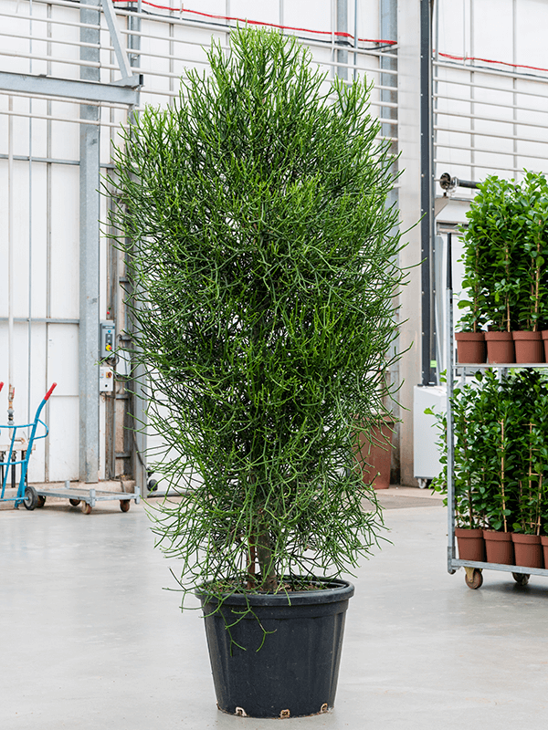 Planta naturala de interior Branched D110xH260cm Euphorbia tirucalli PS65/50cm in pamant