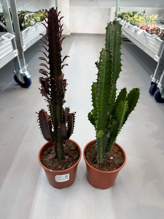 Planta naturala de interior Branched D11xH60cm Euphorbia mix PS17/15cm in pamant