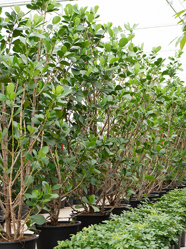 Planta naturala de interior Branched D120xH200cm Clusia rosea 'Green Magic' PS60/43cm in pamant