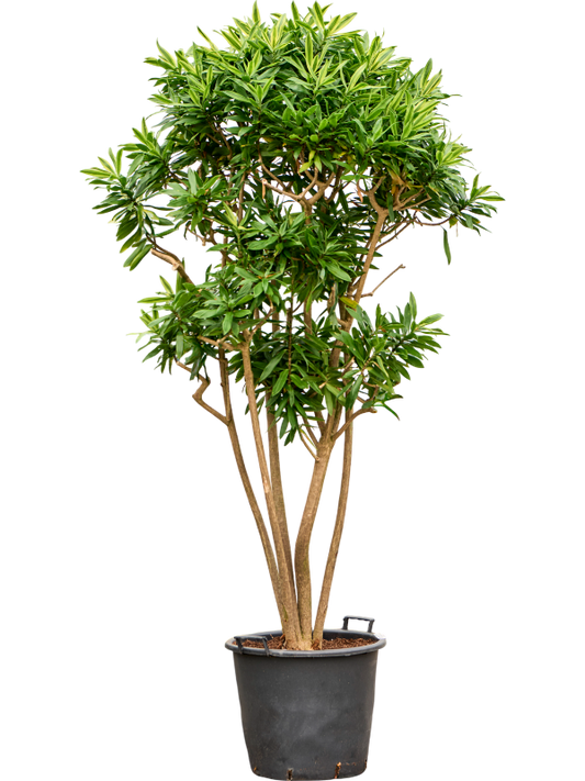 Planta naturala de interior Branched D120xH220cm Pleomele (Dracaena) reflexa 'Song of Sri Lanka' (220/240) PS50/41cm in pamant