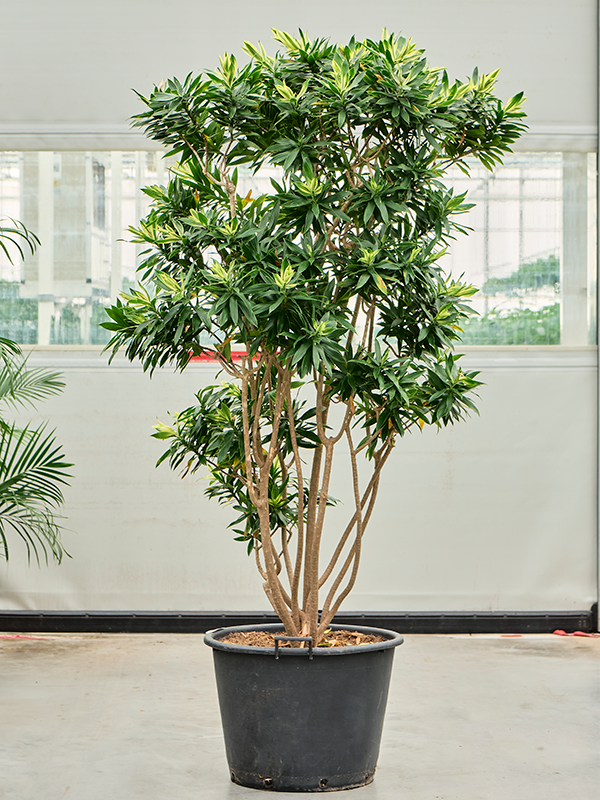 Planta naturala de interior Branched D120xH220cm Pleomele (Dracaena) reflexa 'Song of Sri Lanka' PS60/43cm in pamant