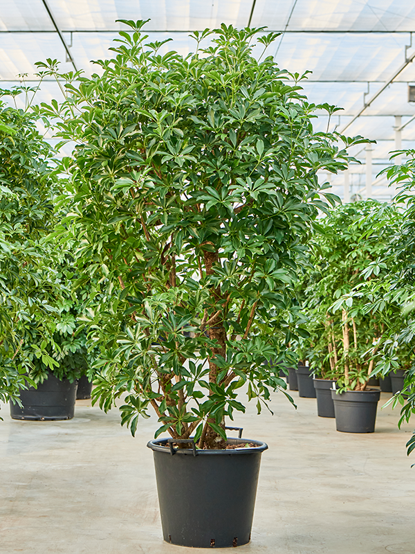 Planta naturala de interior Branched D120xH230cm Schefflera arboricola 'Compacta' PS50/41cm in pamant