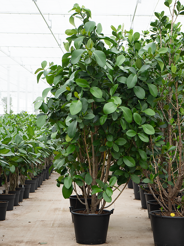 Planta naturala de interior Branched D120xH275cm Clusia rosea 'Green Magic' PS50/41cm in pamant