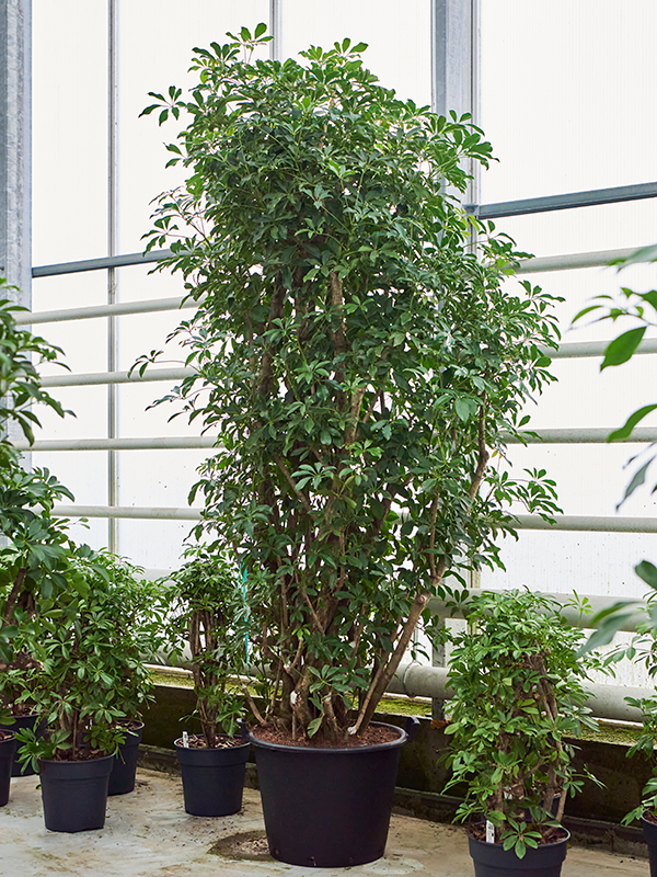 Planta naturala de interior Branched D120xH280cm Schefflera arboricola 'Compacta' PS70/51cm in pamant