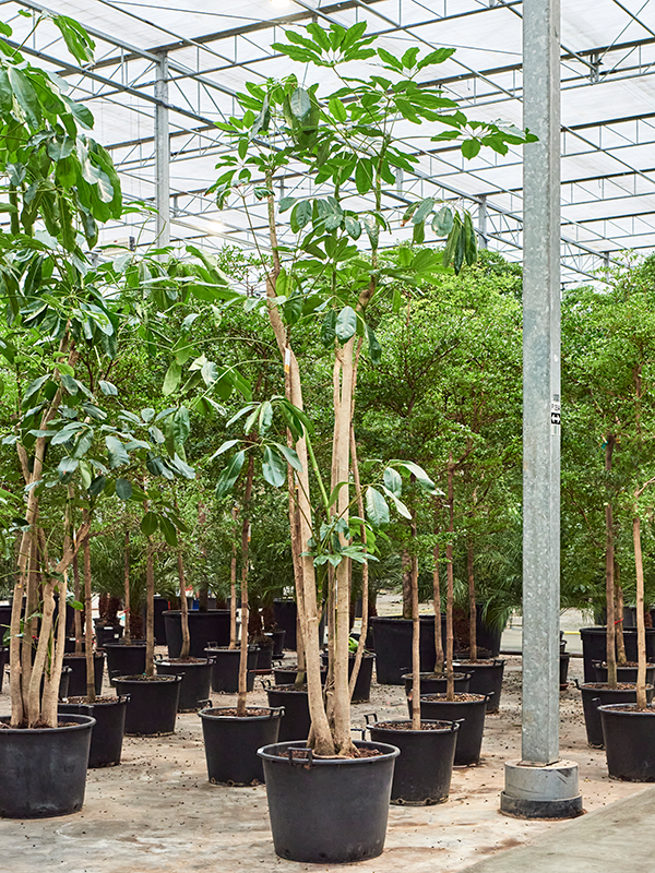 Planta naturala de interior Branched D120xH350cm Schefflera actinophylla 'Amate' PS70/51cm in pamant