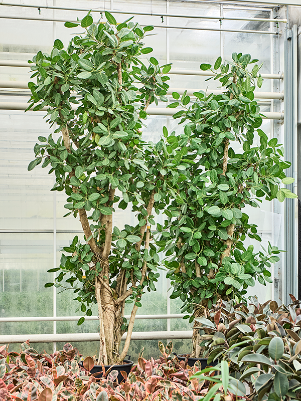 Planta naturala de interior Branched D120xH500cm Ficus benghalensis 'Audrey' P65/44cm in hidrogranule