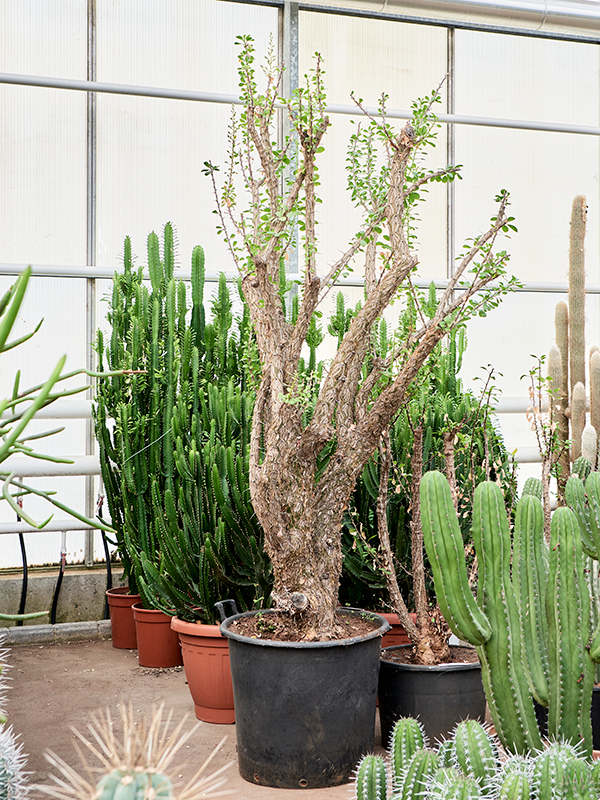 Planta naturala de interior Branched D125xH230cm Fouquieria splendens PS60/47cm in pamant