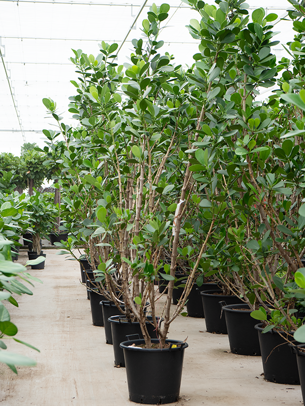 Planta naturala de interior Branched D125xH275cm Clusia rosea 'Green Magic' PS50/41cm in pamant