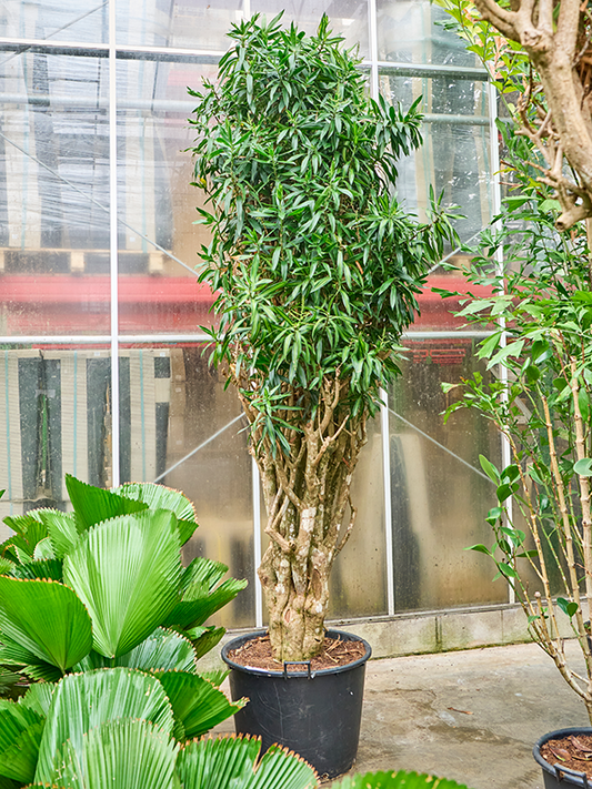 Planta naturala de interior Branched D125xH305cm Pleomele (Dracaena) reflexa 'Song of Jamaica' PS70/51cm in pamant