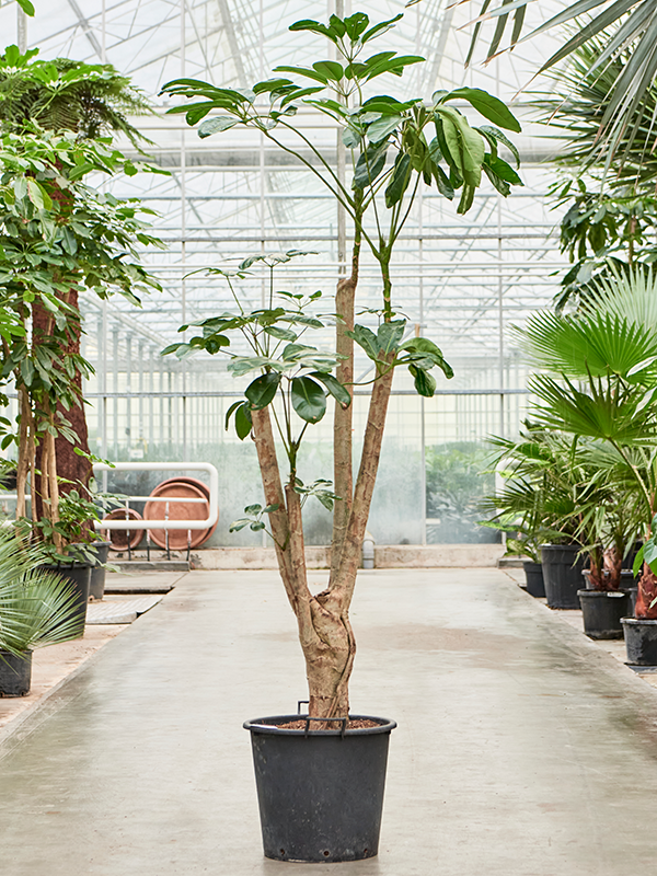 Planta naturala de interior Branched D135xH240cm Schefflera actinophylla 'Amate' PS45/37cm in pamant