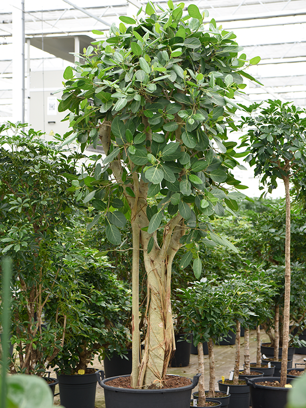 Planta naturala de interior Branched D135xH275cm Ficus benghalensis PS70/51cm in pamant