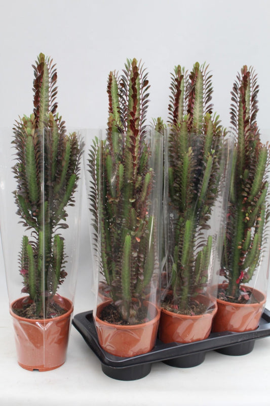 Planta naturala de interior Branched D13xH70cm Euphorbia trigona 'Rubra' PS17/15cm in pamant