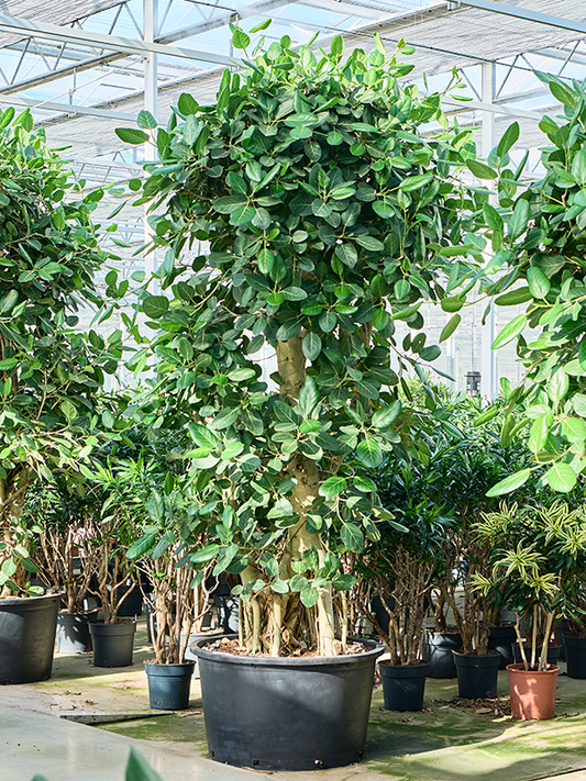 Planta naturala de interior Branched D140xH290cm Ficus benghalensis (275-320) PS80/55cm in pamant