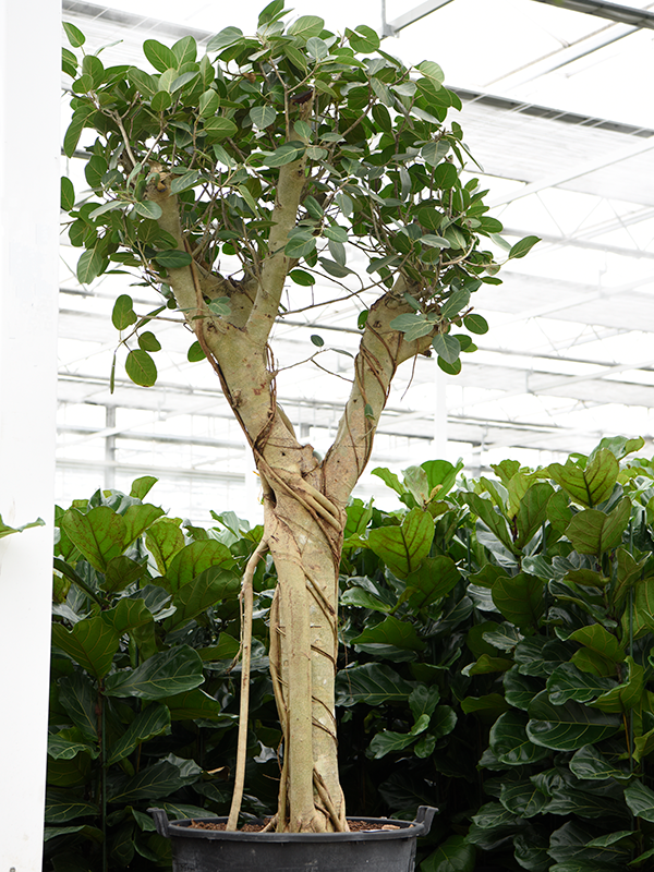 Planta naturala de interior Branched D140xH290cm Ficus benghalensis PS80/51cm in pamant