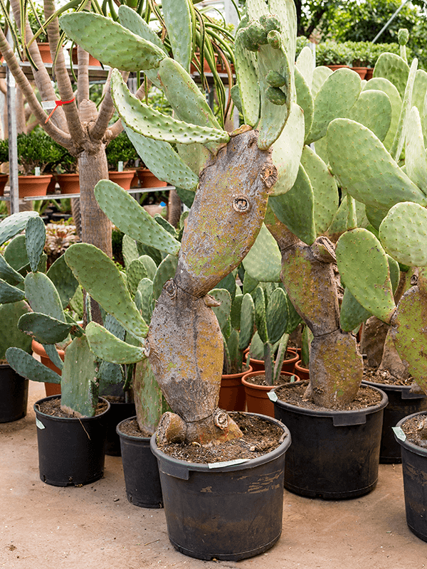 Planta naturala de interior Branched D150xH200cm Opuntia indica PS55/48cm in pamant