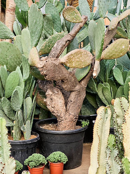 Planta naturala de interior Branched D150xH200cm Opuntia indica PS55/48cm in pamant