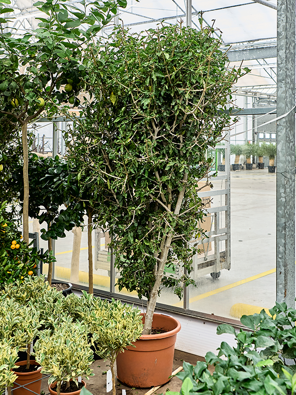 Planta naturala de interior Branched D150xH260cm Gardenia thunbergia PS50/37cm in pamant