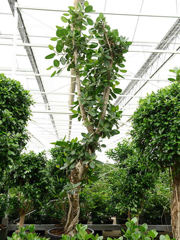 Planta naturala de interior Branched D150xH425cm Ficus benghalensis (400-425) PS80/55cm in pamant