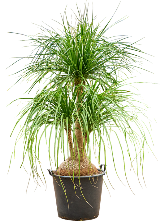Planta naturala de interior Branched D160xH220cm Beaucarnea recurvata 'Nolina' PS55/48cm in pamant