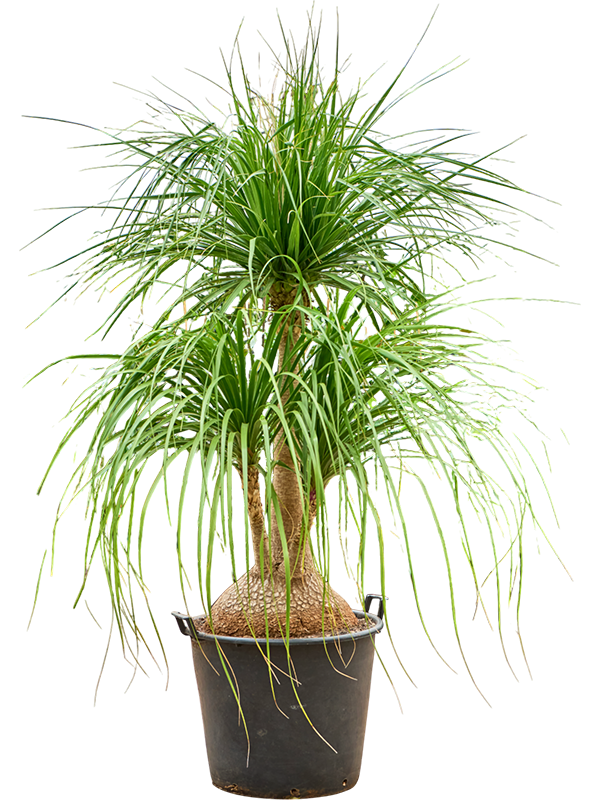 Planta naturala de interior Branched D160xH220cm Beaucarnea recurvata 'Nolina' PS55/48cm in pamant