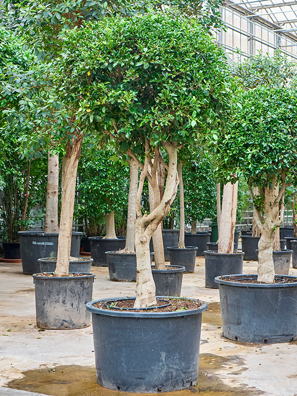 Planta naturala de interior Branched D180xH325cm Ficus microcarpa 'Nitida' (300-350) PS95/73cm in pamant