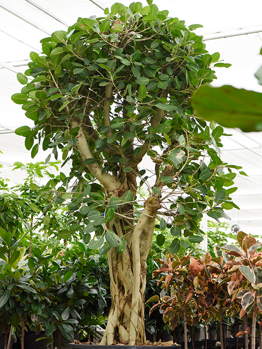 Planta naturala de interior Branched D200xH350cm Ficus benghalensis PS96/55cm in pamant