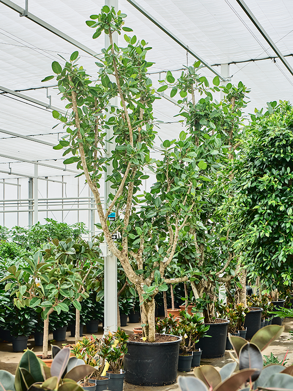 Planta naturala de interior Branched D200xH400cm Ficus benghalensis PS60/48cm in pamant