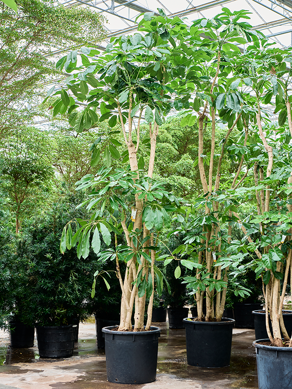 Planta naturala de interior Branched D200xH400cm Schefflera actinophylla 'Amate' (375-425) PS88/70cm in pamant