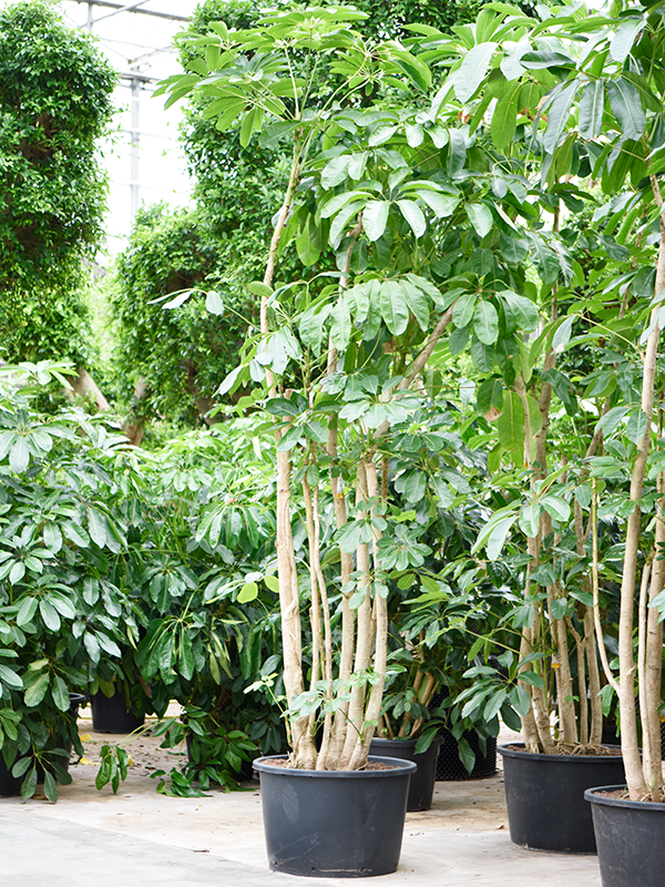 Planta naturala de interior Branched D200xH450cm Schefflera actinophylla 'Amate' (425-475) PS80/51cm in pamant