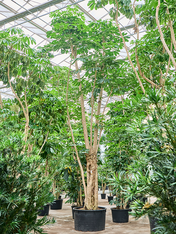 Planta naturala de interior Branched D200xH750cm Schefflera actinophylla 'Amate' PS120/68cm in pamant