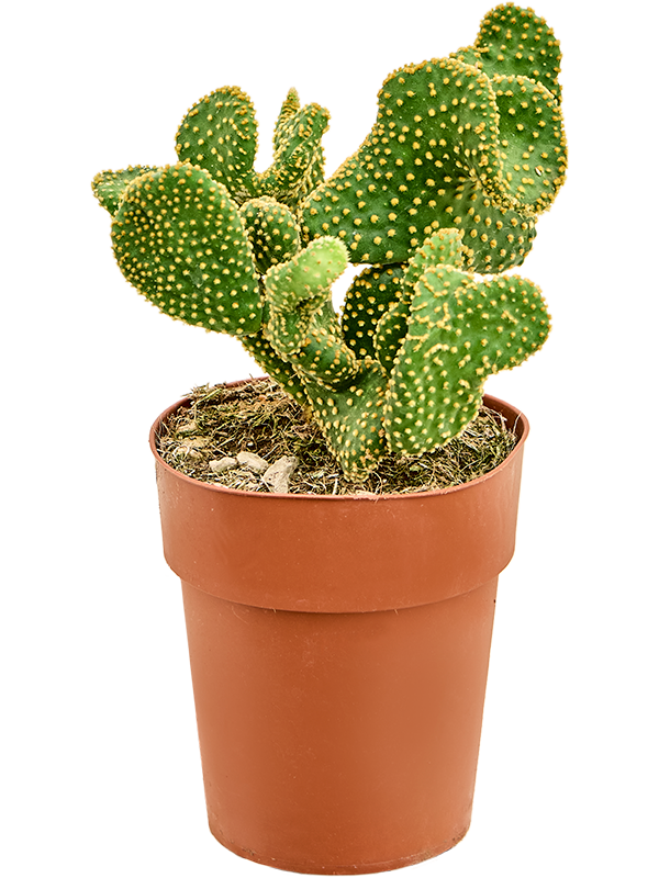 Planta naturala de interior Branched D20xH35cm Opuntia microdasys 'Undulata' PS15/14cm in pamant