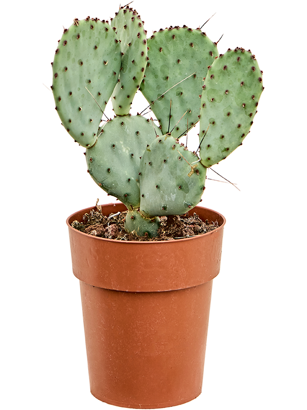 Planta naturala de interior Branched D20xH35cm Opuntia santarita PS15/14cm in pamant