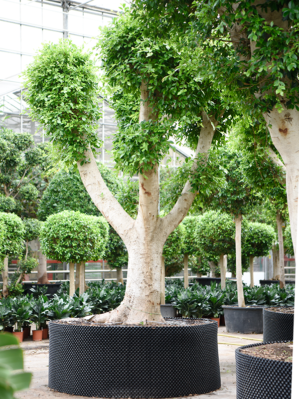 Planta naturala de interior Branched D220xH450cm Ficus microcarpa 'Nitida' PS200/85cm in pamant