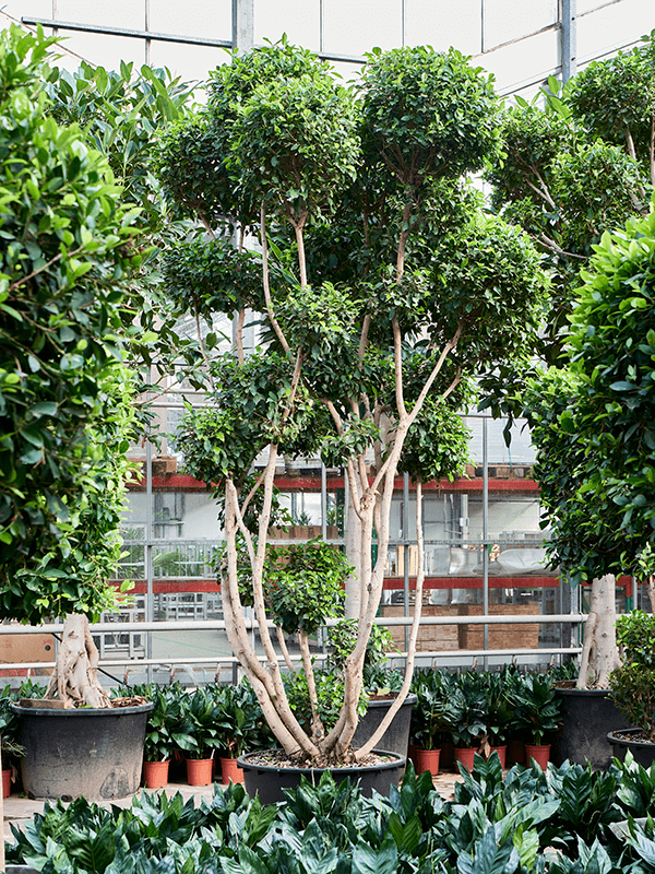 Planta naturala de interior Branched D250xH475cm Ficus microcarpa 'Nitida' (450-500) PS96/55cm in pamant