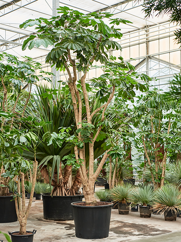 Planta naturala de interior Branched D250xH500cm Schefflera actinophylla 'Amate' (450-550) PS95/73cm in pamant