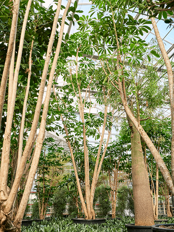 Planta naturala de interior Branched D250xH750cm Schefflera actinophylla 'Amate' (700-800) PS122/82cm in pamant