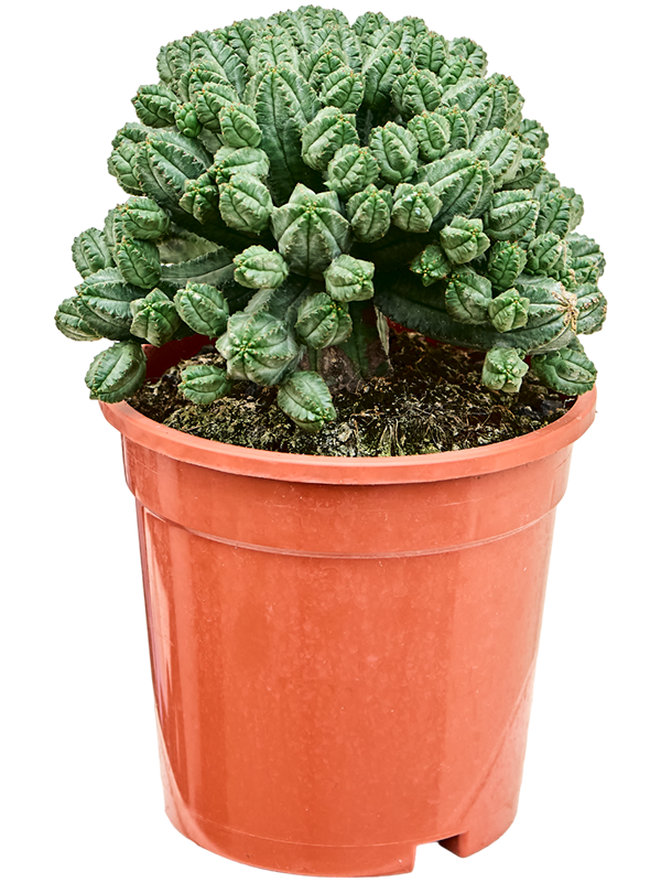 Planta naturala de interior Branched D25xH25cm Euphorbia tubiglans PS17/15cm in pamant
